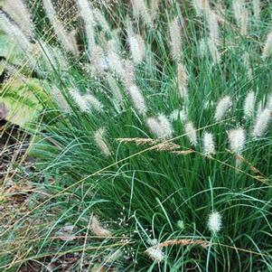 Dwarf Fountain Grass (Pennisetum alopecuroides 'Hameln')