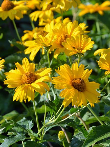 Heliopsis helianthoides 'Summer Sun' (False Sunflower)