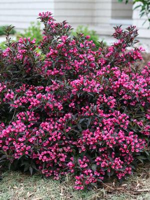 Weigela florida 'Spilled Wine'® (Weigela)