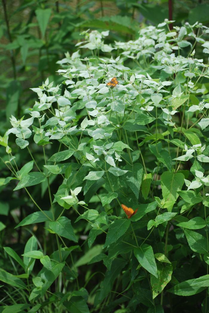 Clustered Mountainmint (Pycnanthemum muticum)