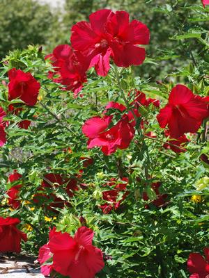 Hibiscus moscheutos 'Lord Baltimore' (Hardy Hibiscus)