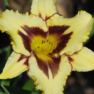 Hemerocallis 'El Desperado' (Daylily)