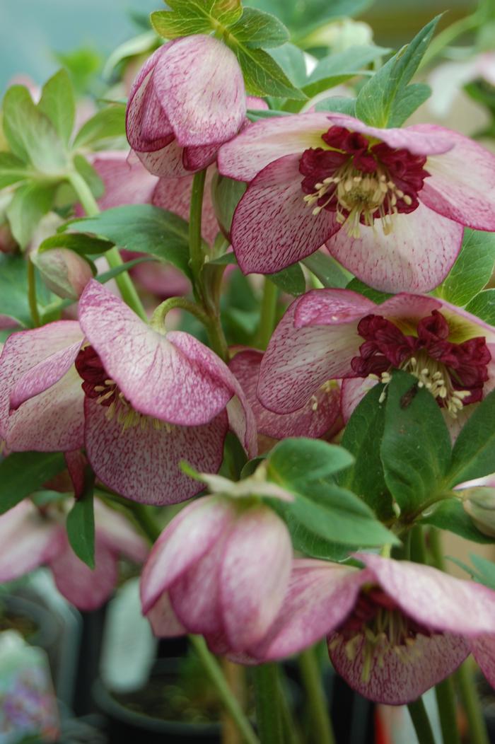 Helleborus x hybridus Winter Jewels® 'Cherry Blossom'