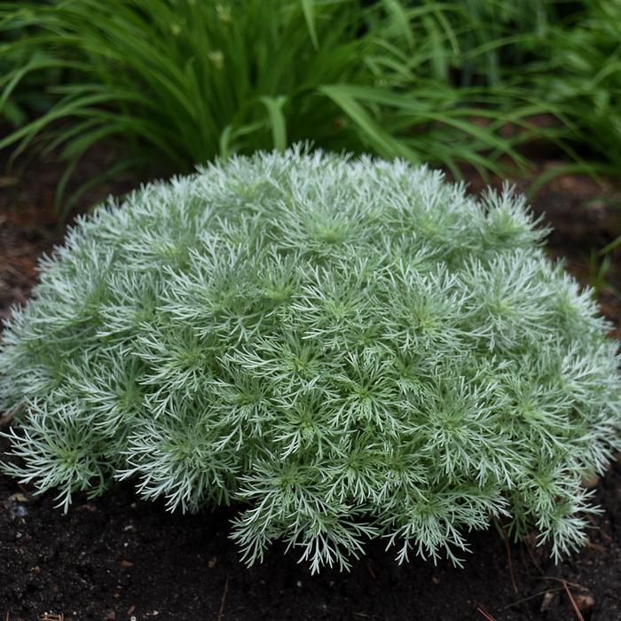 silver mound perennial