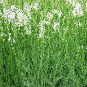 White Gaura (Gaura lindheimeri 'So White')