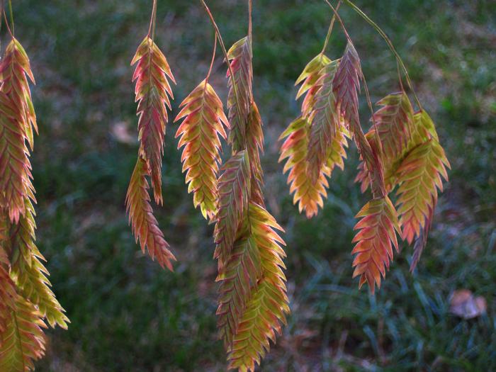 Northern Sea Oats (Chasmanthium latifolium)