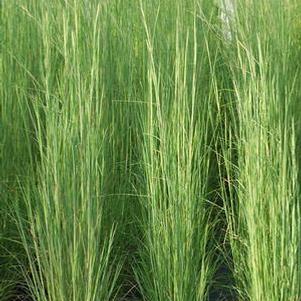 Broom Sedge (Andropogon virginicus), green grass