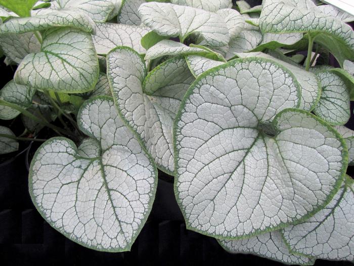 Silver Heart Forget-me-not (Brunnera macrophylla 'Silver Heart')