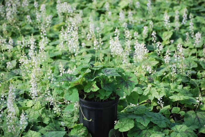 Tiarella cordifolia 'Running Tapestry' (Foam Flower)