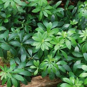 Sweet Woodruff (Galium odoratum)