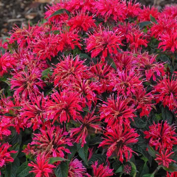 Monarda x 'Cherry Pops' (Sugar Buzz®  Bee Balm)