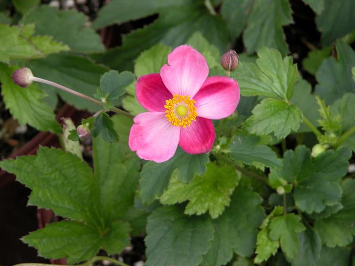 Anemone x hybrida 'September Charm' (Windflower) perennial