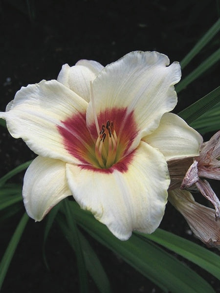 Hemerocallis 'Pandora's Box' (Daylily)