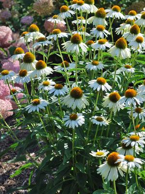 Echinacea x purpurea 'PowWow White' (Coneflower), white flowers