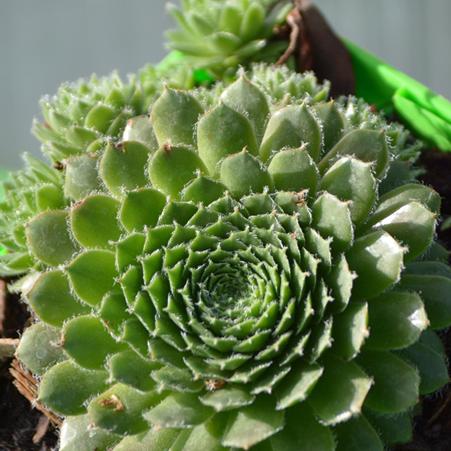 Sempervivum 'Pilioseum' (Hens and Chicks)