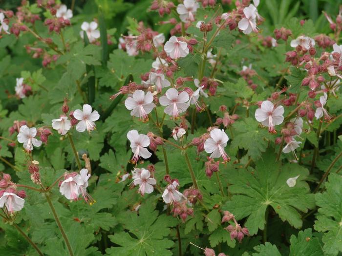 Geranium cantabrigiense 'Biokovo' (Cranesbill)