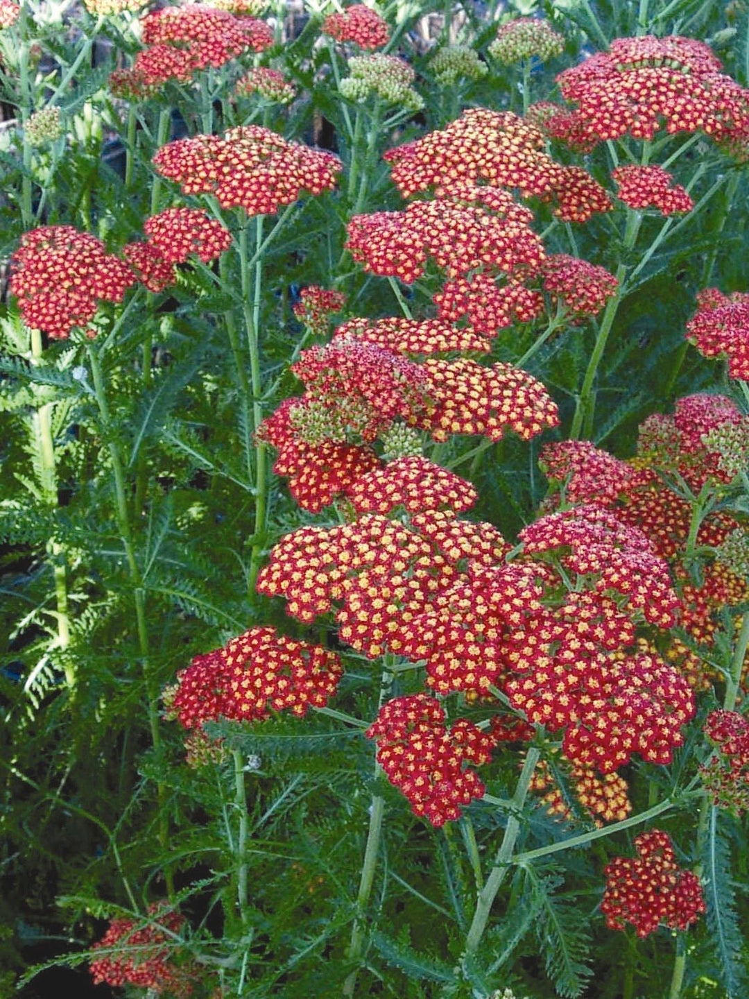 Achillea millefolium Paprika (Yarrow) perennial