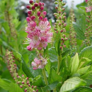 Ruby Spice Summersweet (Clethra a. 'Ruby Spice')