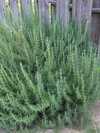 Hardy Rosemary (Rosmarinus officinalis 'Arp')