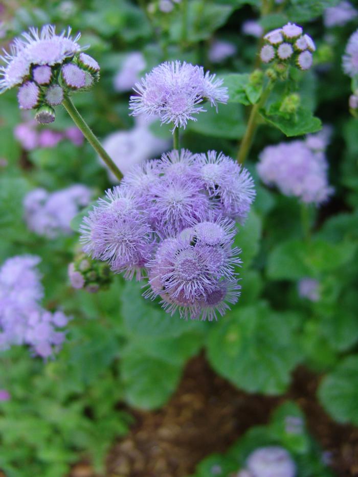 Hardy Ageratum (Eupatorium coelestinum)