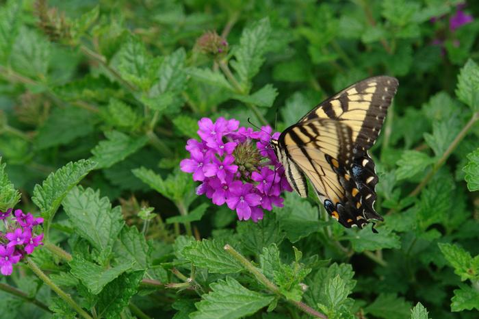 Verbena x 'Homestead Purple' (Vervain)