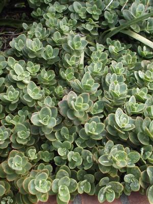 Sedum Sunsparkler® 'Lime Zinger' (Stonecrop)