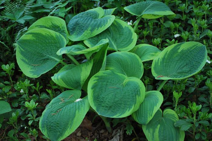 Hosta sieboldiana 'Frances Williams' (Plantain Lily)