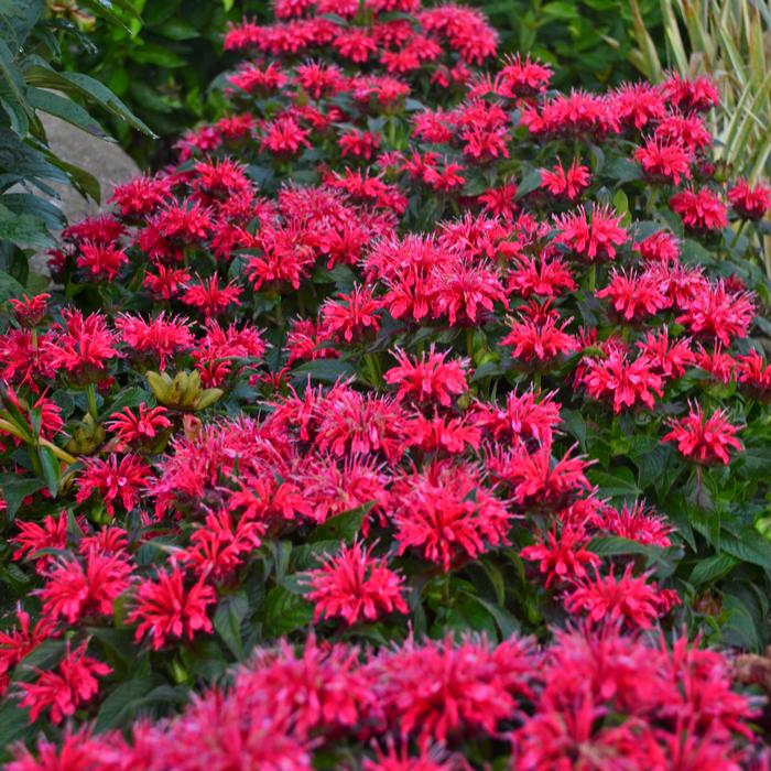 Monarda x 'Cherry Pops' (Sugar Buzz®  Bee Balm)