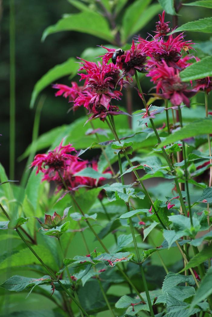 Monarda x 'Raspberry Wine' (Bee Balm)