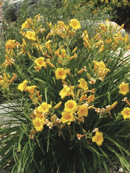 Hemerocallis 'Stella de Oro' (Daylily)