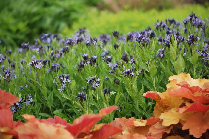 Amsonia x 'Blue Ice' (Bluestar) perennial