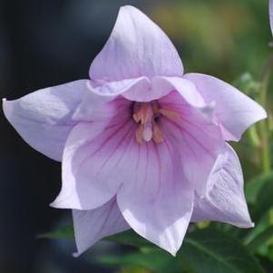 Platycodon grandiflorus 'Astra Pink' (Balloon Flower)