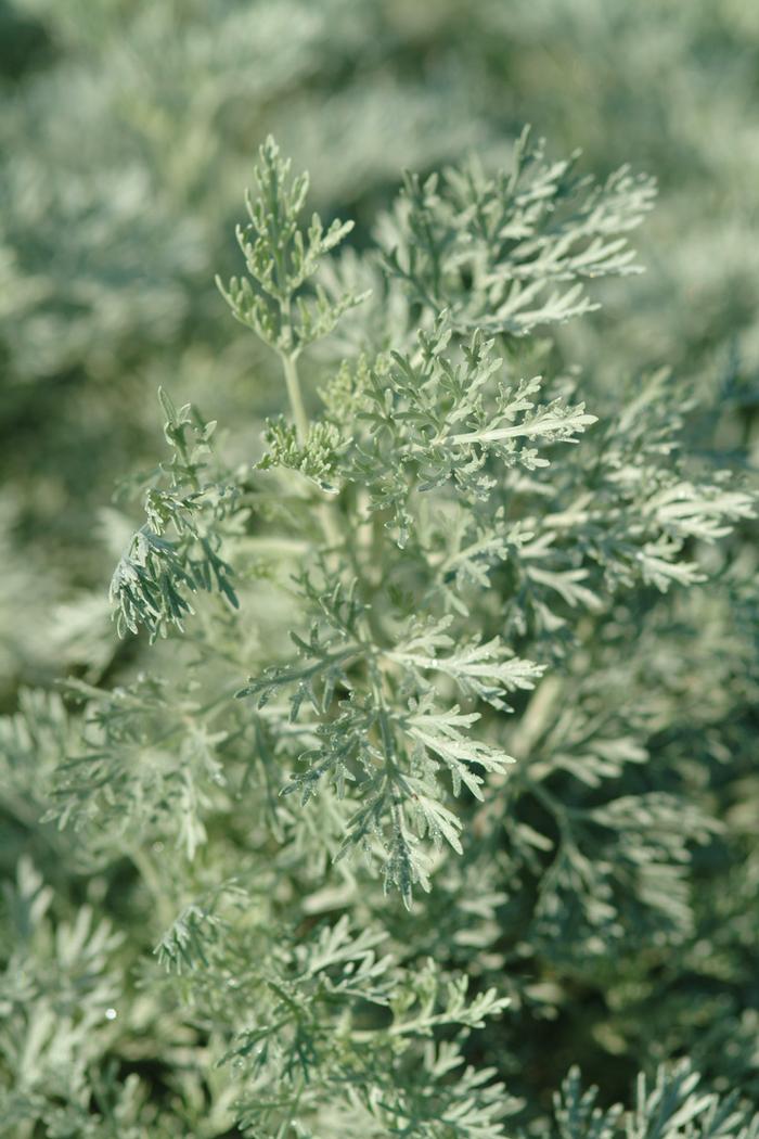 Wormwood (Artemisia arborescens 'Powis Castle')