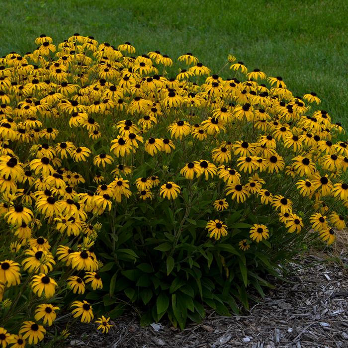 Rudbeckia x 'American Gold Rush' (Black-eyed Susan)