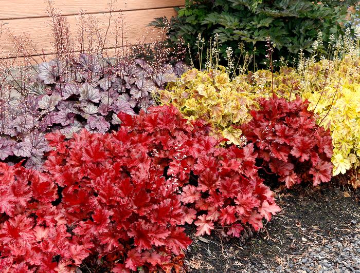 Heuchera x Forever® Red (Coral Bells)