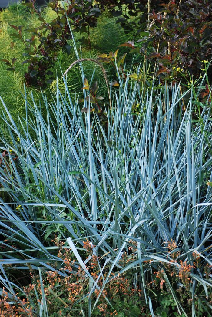 Blue Lyme Grass (Elymus arenarius 'Blue Dune')