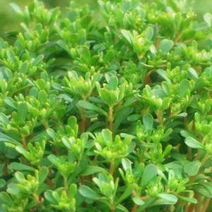 Sedum makinoi 'Salsa Verde' (Stonecrop)