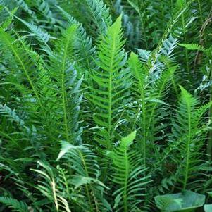 Japanese Beech Fern (Thelypteris decursive-pinnata)