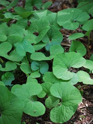 Wild Ginger (Asarum canadense)