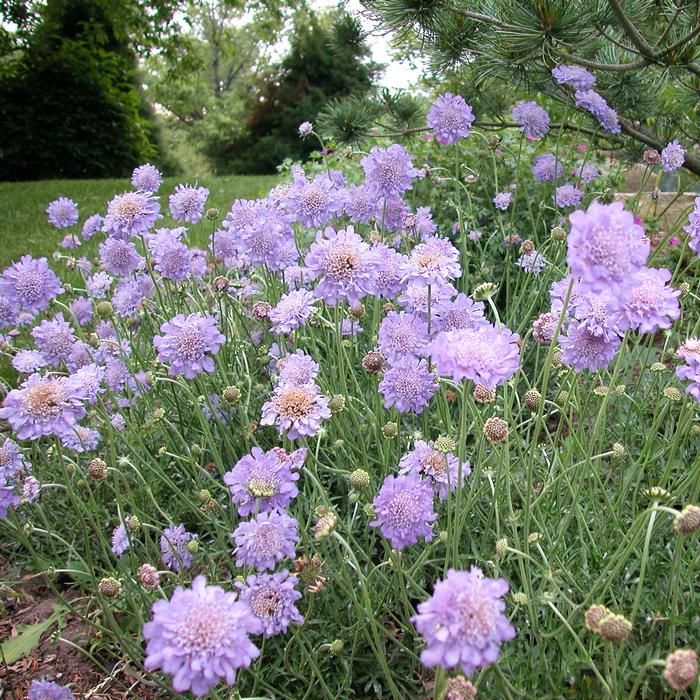 Scabiosa columbaria 'Butterfly Blue' (Pincushion Flower)