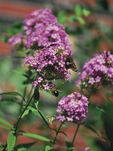 Phlox paniculata 'Jeana' (Summer Phlox)