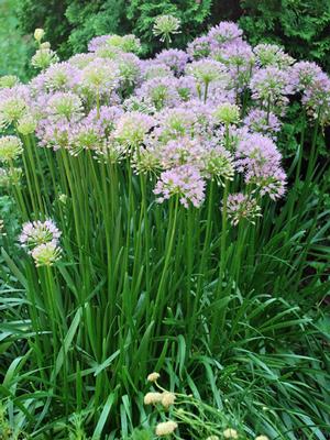 Allium 'Millenium' (Ornamental Onion) perennial