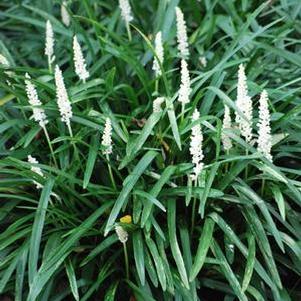 Liriope muscari 'Monroe White' (Lilyturf)