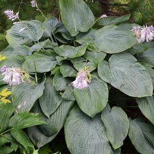 Hosta x Shadowland® 'Empress Wu' (Plantain Lily)