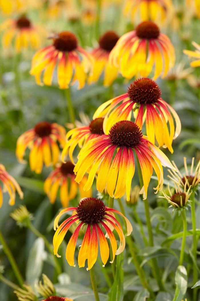 Echinacea x 'Fiery Meadow Mama' (Coneflower), yellow flowers