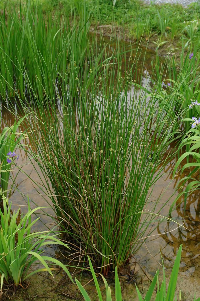 Common Rush (Juncus effusus)