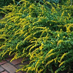 Dwarf Goldenrod (Solidago sphacelata 'Golden Fleece')