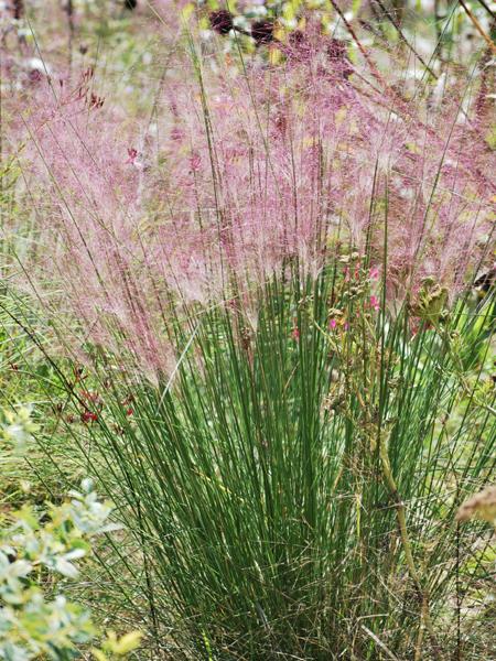 Pink Muhly Grass (Muhlenbergia capillaris)