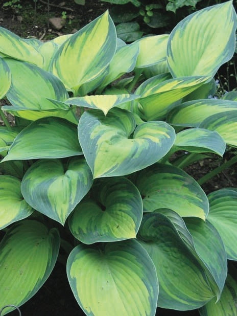 Hosta x 'June' (Plantain Lily)