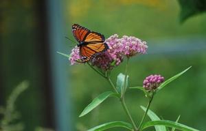 Swamp Milkweed (Asclepias incarnata)